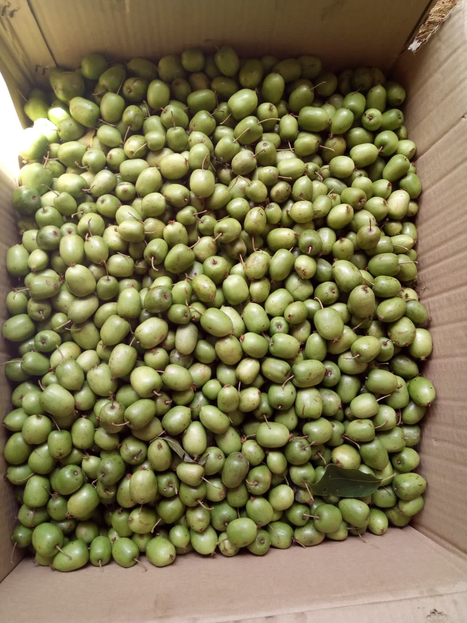 媚调东北野生圆枣子长白山软枣子小猕猴桃奇异莓果2500g5斤装 5斤装