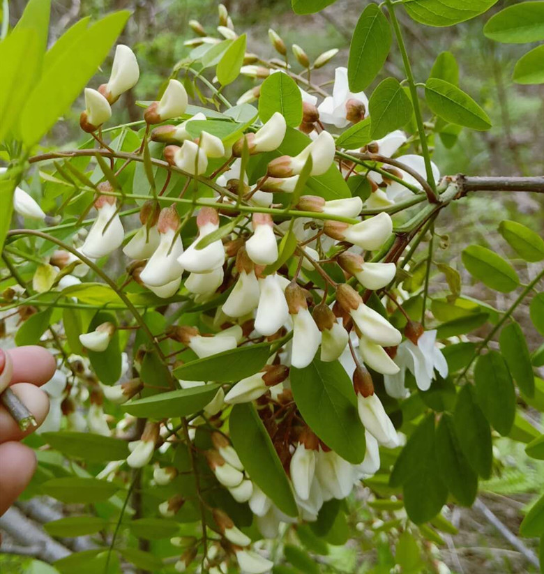 2021年现摘槐花新鲜洋槐花槐米3斤当季生鲜蔬菜2000g