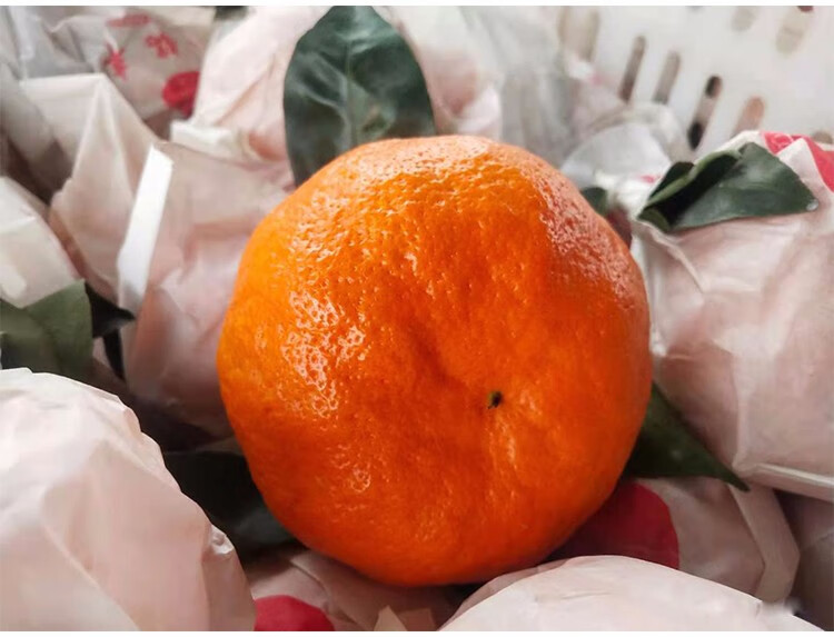 新品种明日见阿斯蜜阿思密高端甜柑橘易剥皮现摘当季新鲜水果果园直供