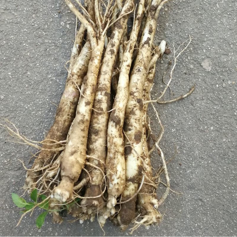有仁堂桔梗赤峰新产现挖5年鲜桔梗500g狗宝咸菜新鲜桔梗干泡菜年货