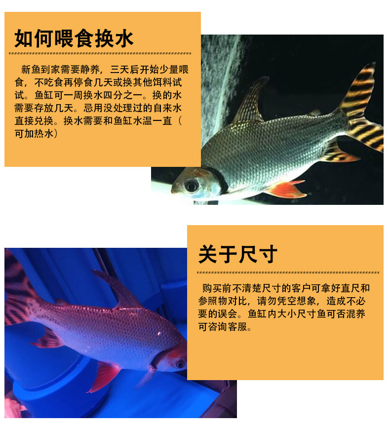 飞凤鱼活鱼直纹飞凤金凤鱼银凤鱼热带观赏鱼龙鱼配鱼泰国鲫鱼活体2022