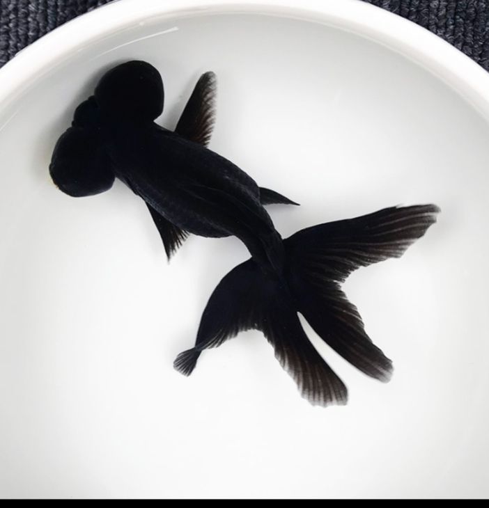 金鱼黑龙睛红花龙睛红龙睛金鱼风水招财鱼观赏鱼活冷水小金鱼 9-11