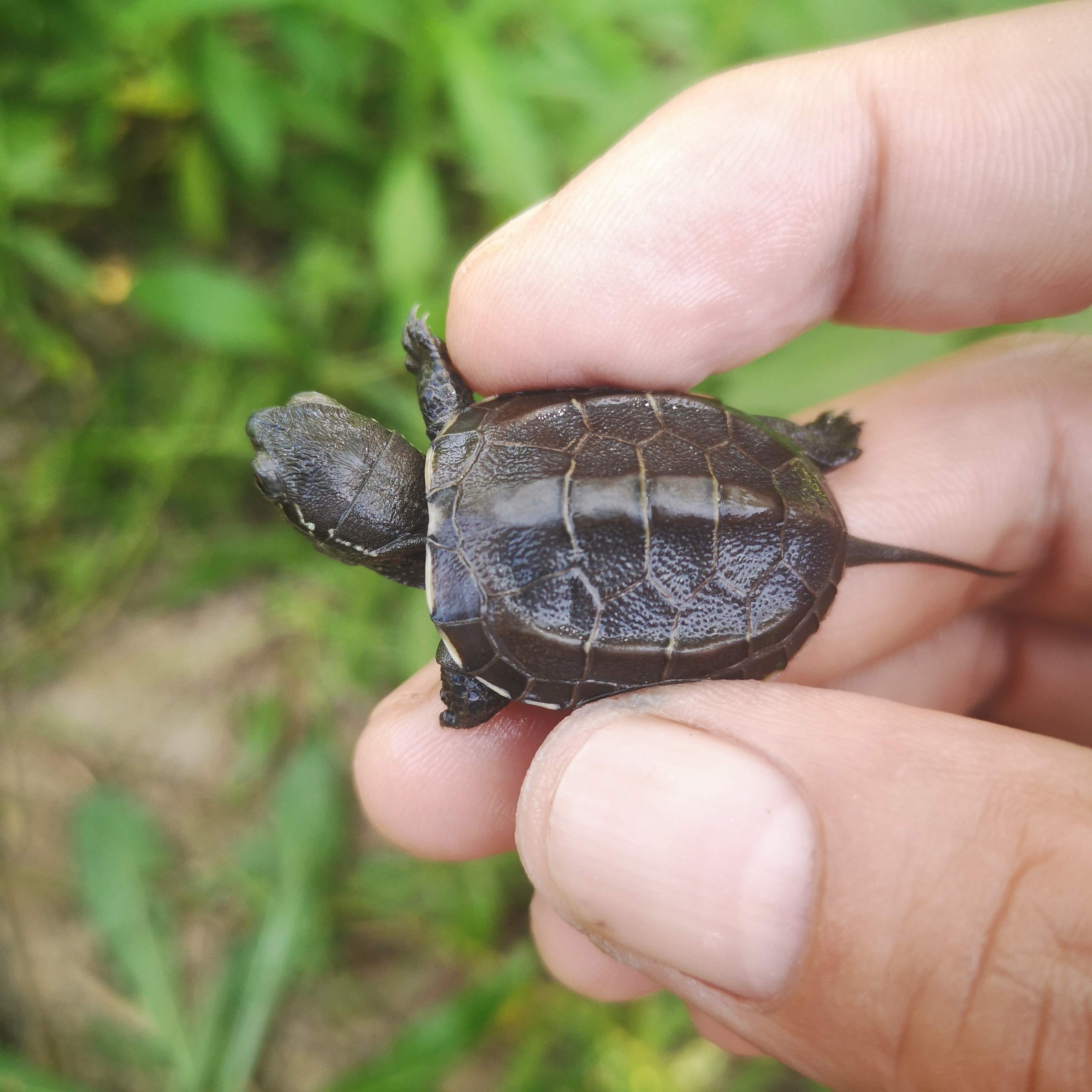 墨底龟苗活体全黑小乌龟活物黑腹外塘中华草龟苗宠物水龟长寿龟精选