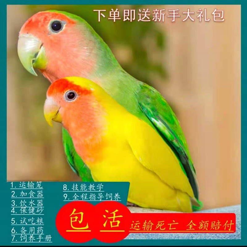 牡丹鸚鵡活體寵物虎皮鸚鵡玄鳳牡丹觀賞鳥活體家養寵物鳥活物小鳥虎皮