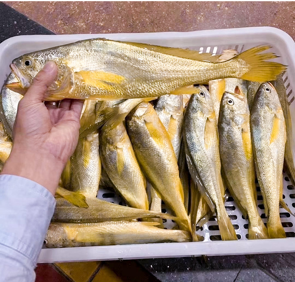 東山島本港海鮮野生海捕黃魚大小黃花魚海釣石首魚新鮮冷凍天然非養殖