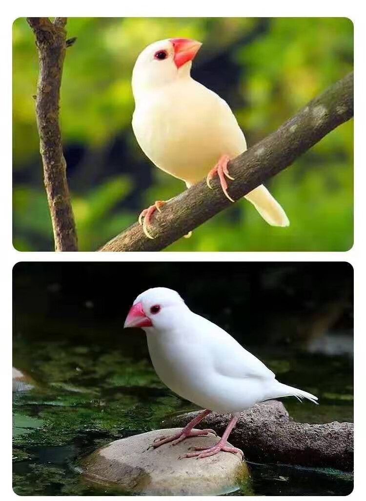 纹鸟活体宠物观赏鸟灰文白文小太阳活体宠物家养观赏鸟活物金背高彩鸟