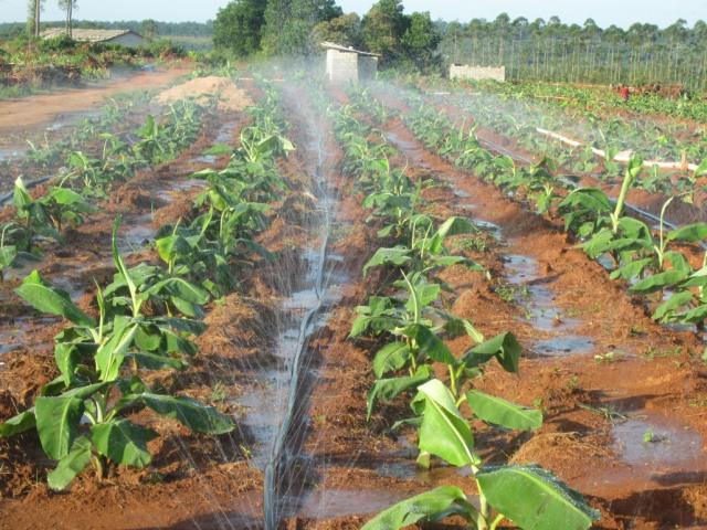 农用 滴管6分 1寸 浇水管 微喷带 节水喷灌带 滴灌带 配件 喷水带 1寸