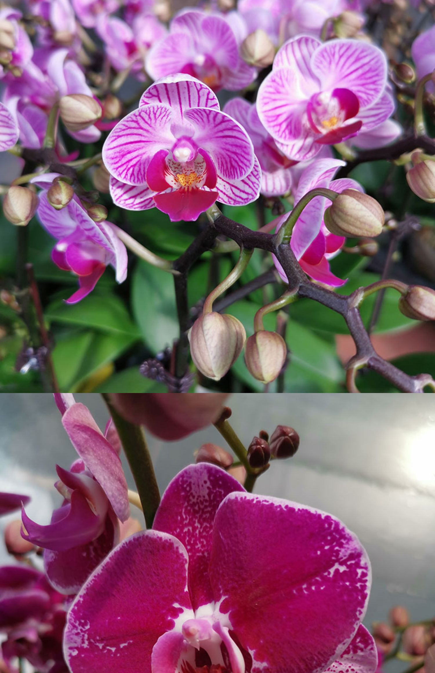 蝴蝶兰盆栽带花兰花苗真花带花剑办公桌窗台小花卉喜庆节庆送礼花