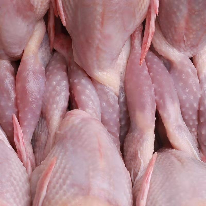 青封铭40只装现杀扒皮新鲜大鹌鹑白条鹌鹑速冻散养剥皮鹌鹑肉烧烤青封