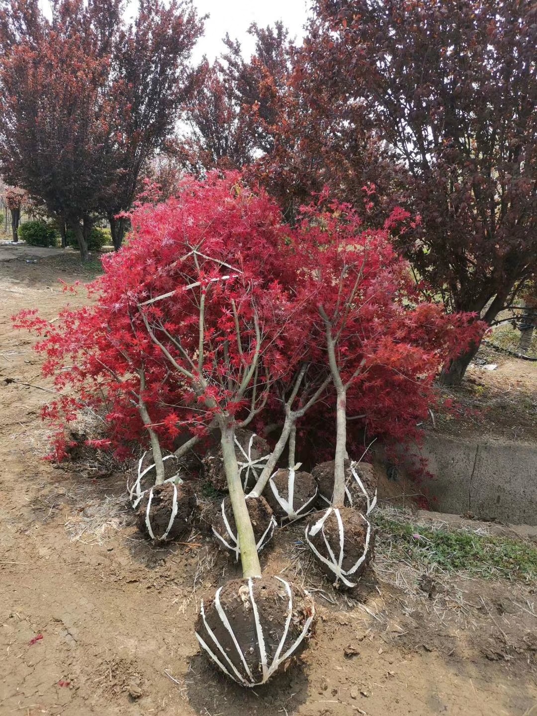 多瑙梦日本红舞姬美国红枫红冠庭院道路室外盆栽四季苗 日本红枫2公分