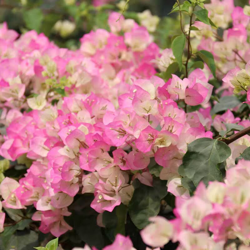 5米变色粉樱花耐热寒四季开花老桩棒棒糖 实生苗绿樱1.2米大苗 含盆