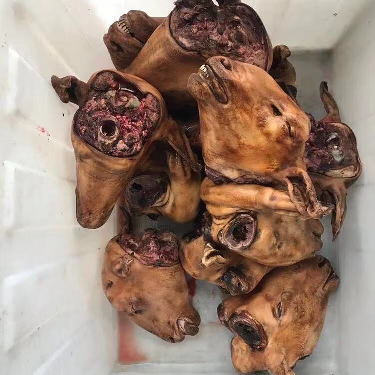 新鲜生羊头整个火烧羊头带皮带耳带羊眼羊头清真火锅食材美食火烧山羊