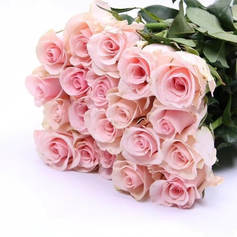 德米特尔(demeter) 单头玫瑰粉佳人 20枝/扎 全店满200包邮 c