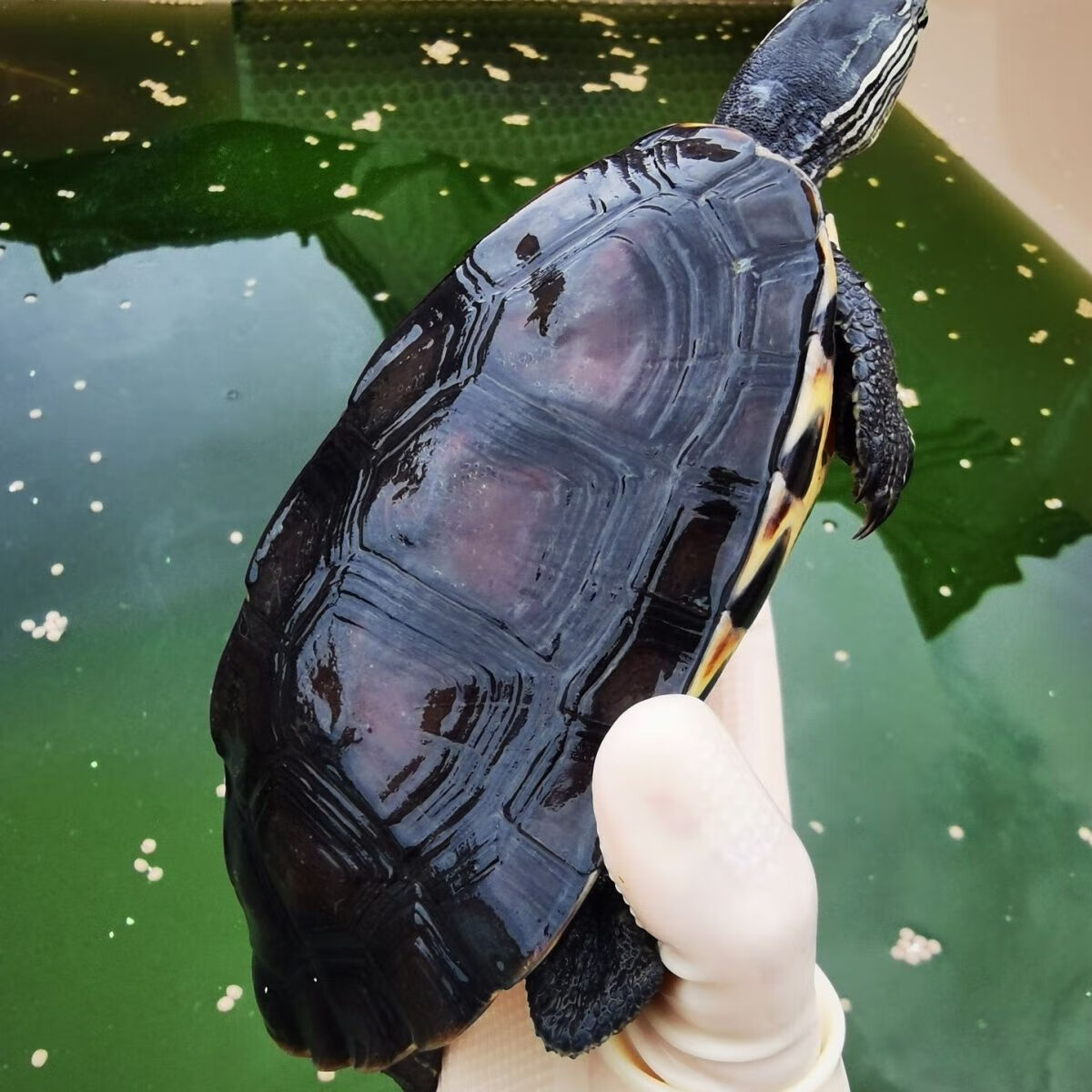 黑杂草龟活体杂花龟公杂交龟宠物观赏 黑杂草龟活体黑颈杂花龟公杂交