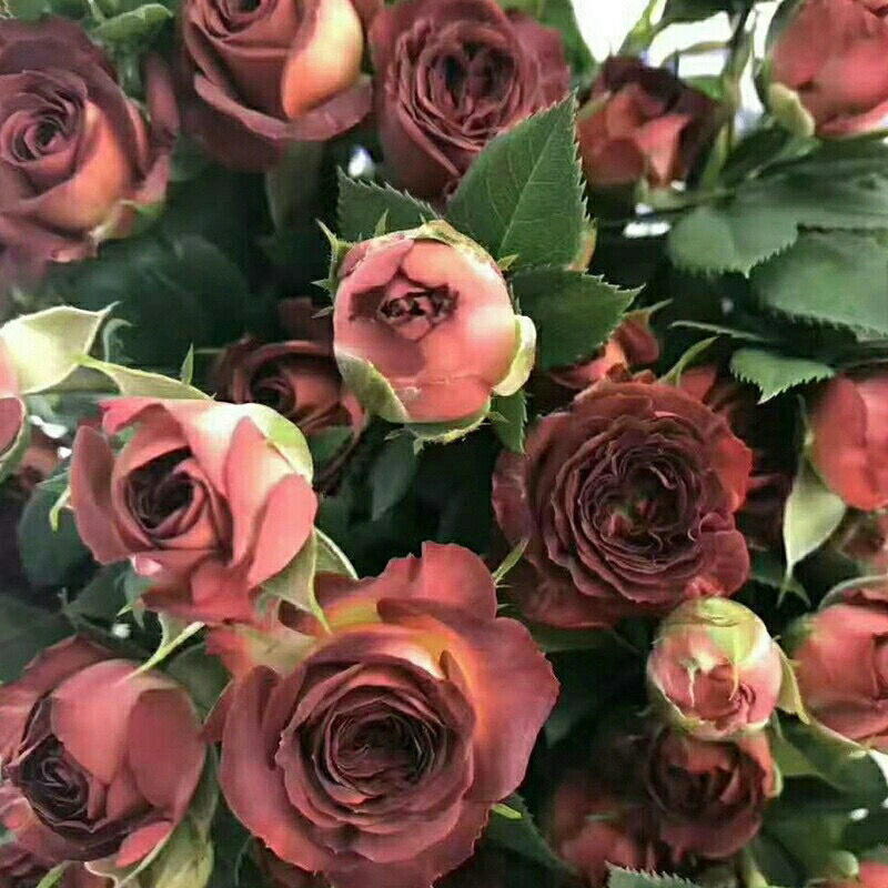 玫瑰月季花苗 丰花巧克力泡泡月季种苗 苗子四季开花不断 大花浓香粉