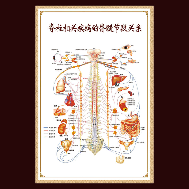 新品脊柱相关疾病示意图脊椎人体经络穴位图大挂图中医养生海报宣传画