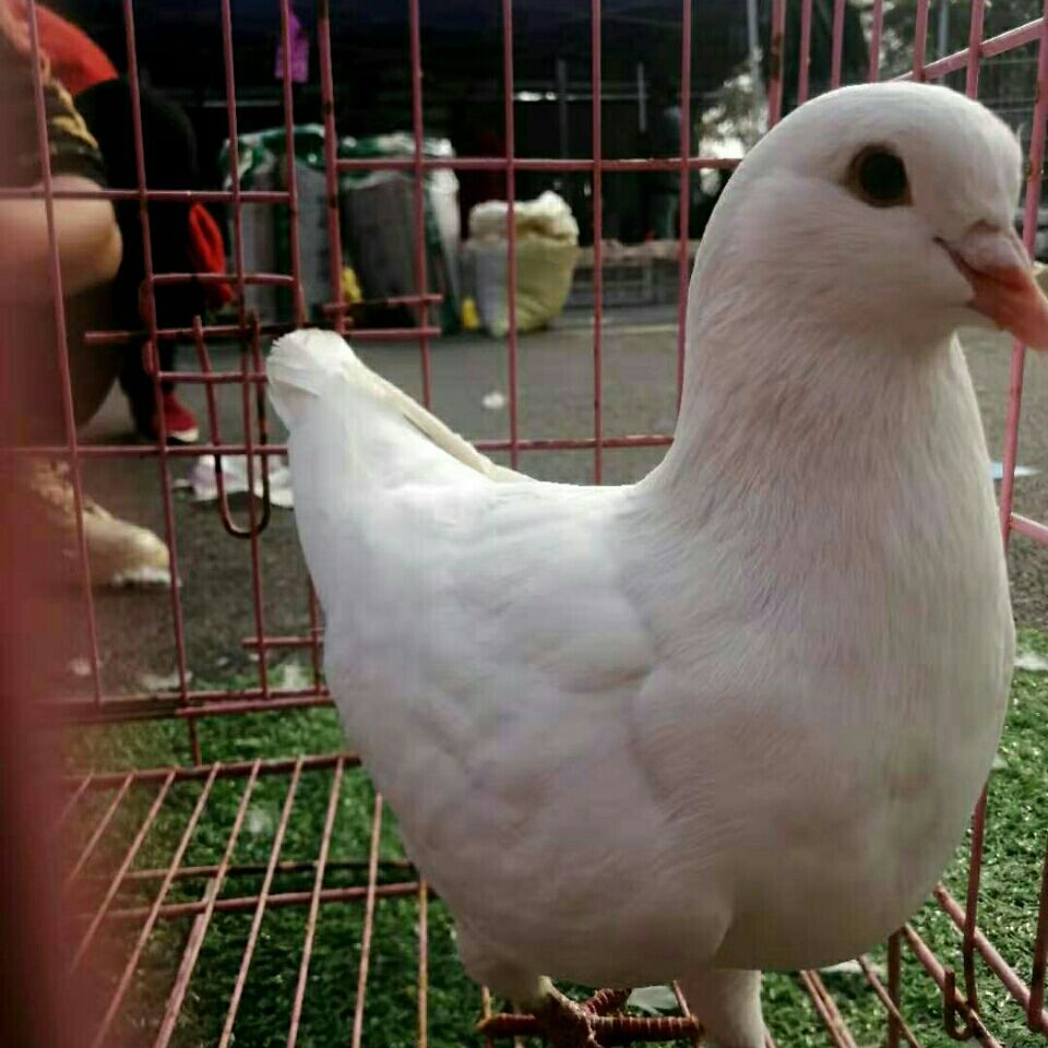 店铺推荐美国大体落地王观赏鸽元宝元环淑女信鸽自家养殖厂全部低价