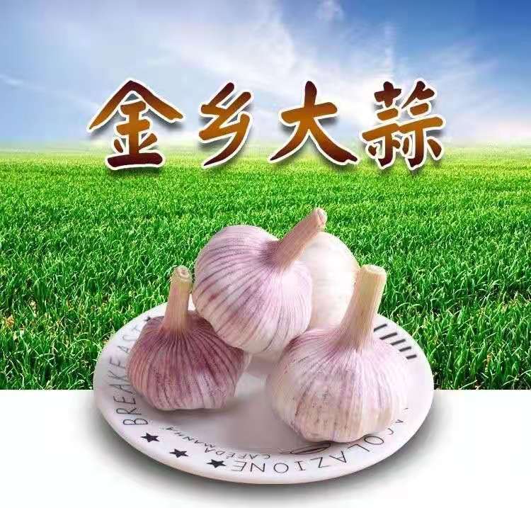 山东金乡紫白皮大蒜干蒜头新鲜大蒜批价发5斤现挖糖蒜5斤鲜蒜中果现挖