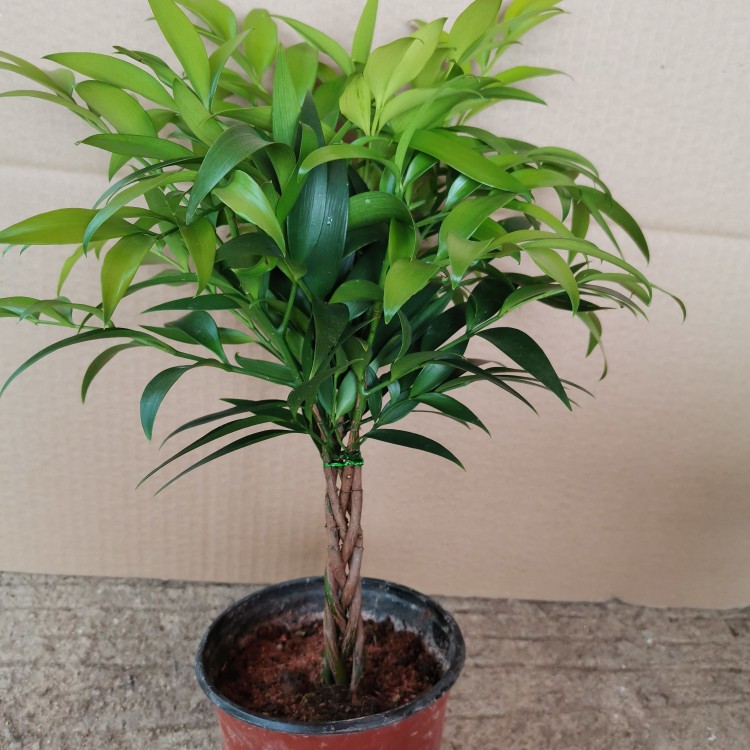 竹柏老桩精品盆栽四季常青耐热耐寒长寿竹平安竹净化空气观叶植物