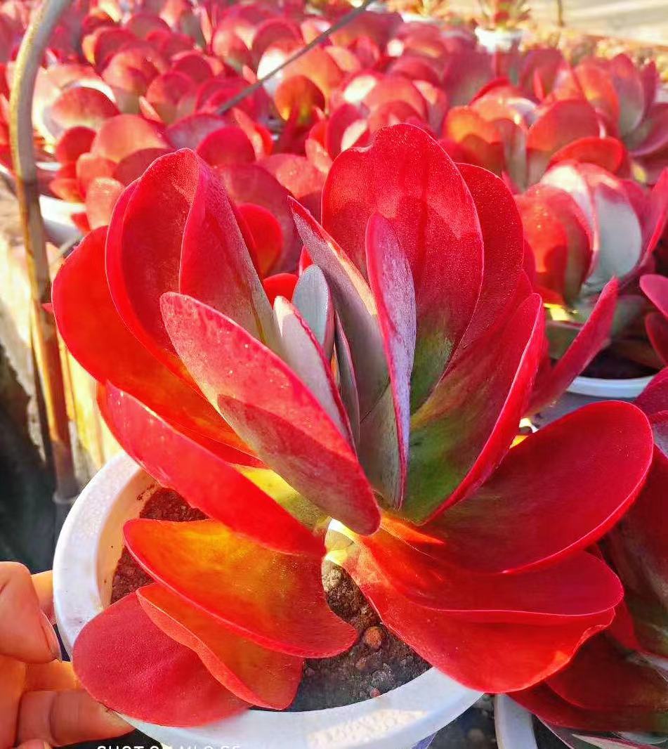 多肉植物含盆带土栽好办公室内防辐射绿植 超大红心莲锦多头18-20cm