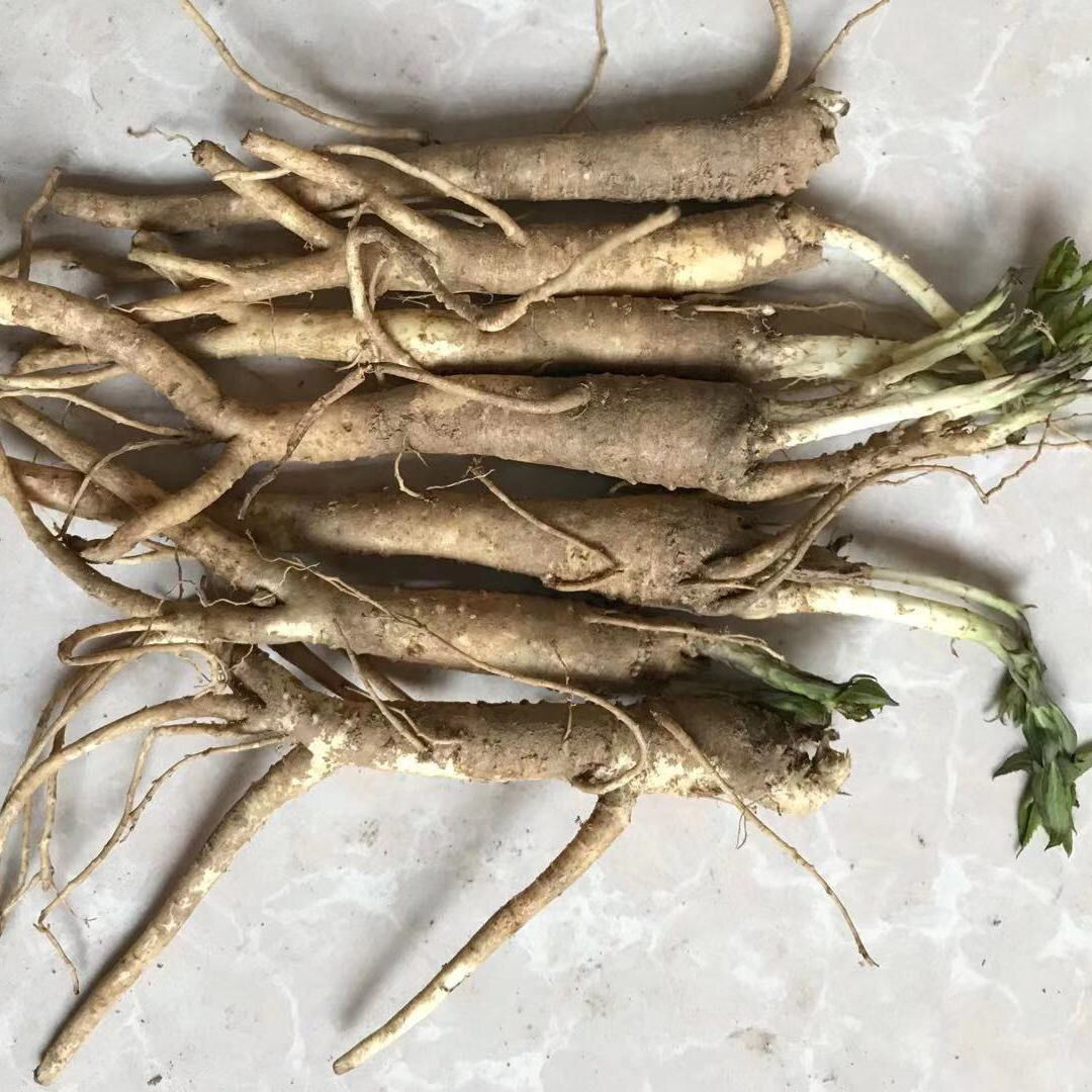 新鲜桔梗狗宝泡菜咸菜3年生湿鲜货桔梗菜下饭菜原料桔梗种苗 3斤装鲜