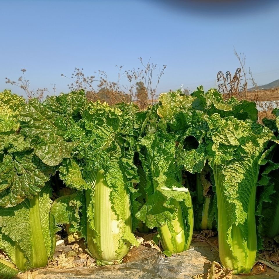 云南高山麻叶青菜大白菜天津绿白菜时令蔬菜新鲜农家自种现摘精选2500