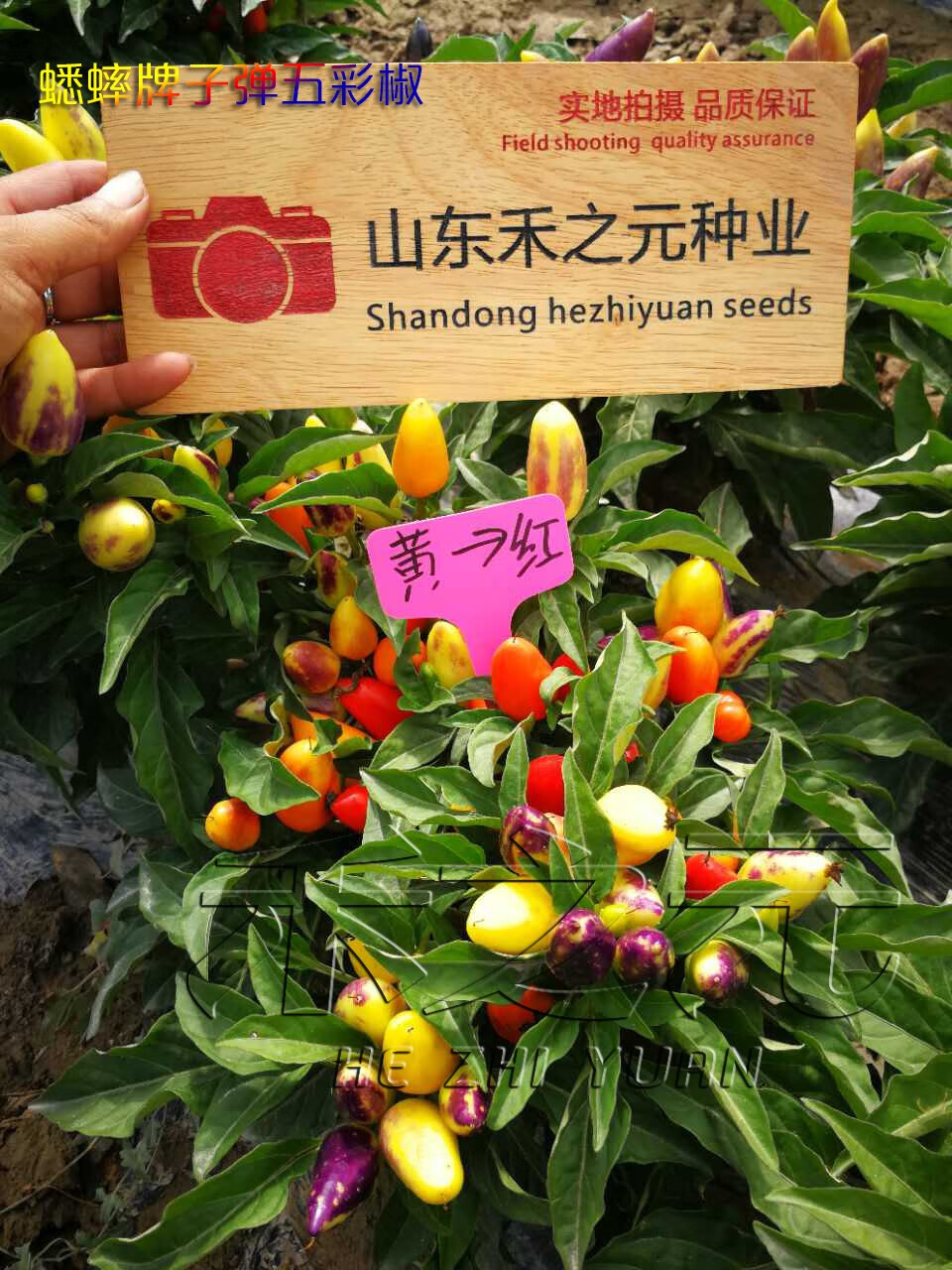 四季朝天椒辣椒种孑蔬菜种苗小米盆栽南方 绿色 红天下线椒1克【图片