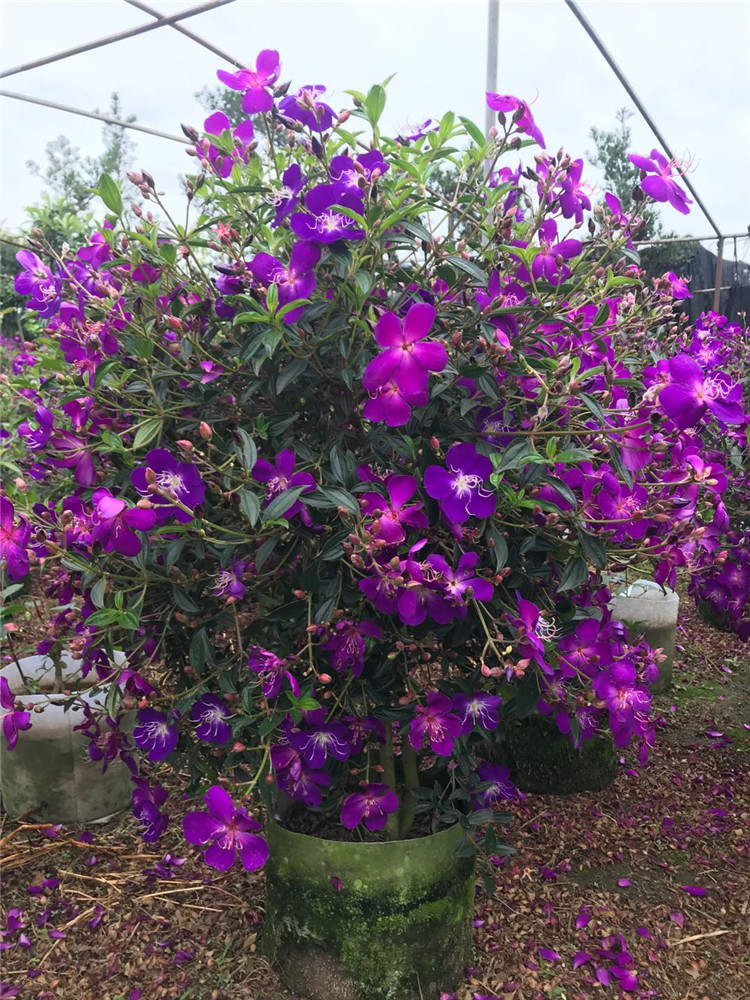 四季开花巴西野牡丹 紫牡丹绿植花卉阳台植物 紫色野牡丹花苗盆栽 带