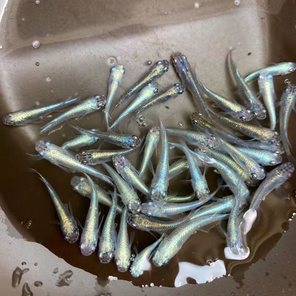 观背青鳉观赏鱼小型冷水鱼迷你锦鲤金鱼淡水鱼原生鱼好养活青鳉23厘米