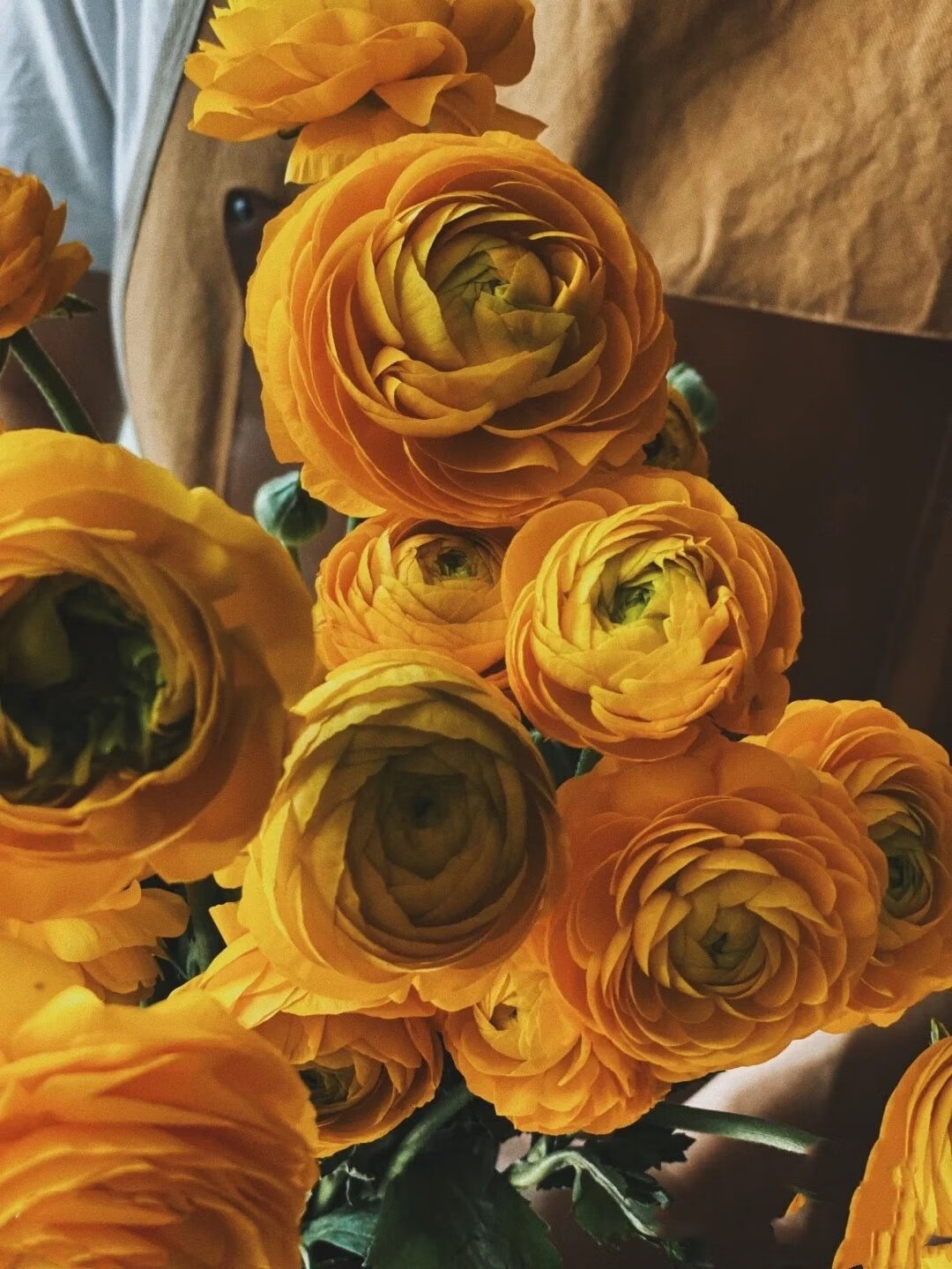 橙色-洋牡丹(高品质) 8支赠送1支(营养液)