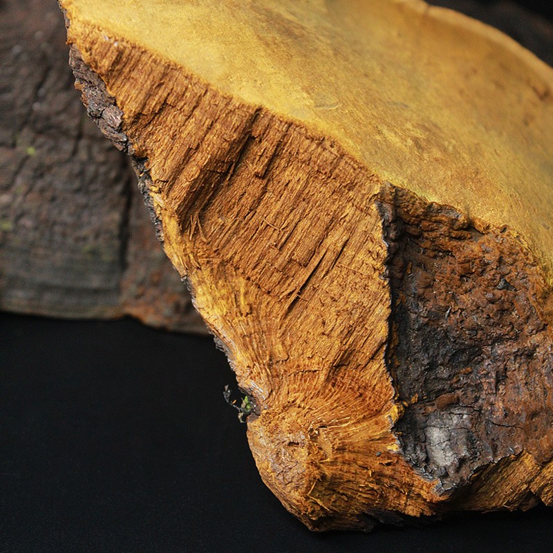 西藏自治区桑树金边桑黄野生桑茶的功效125g500g 图片色