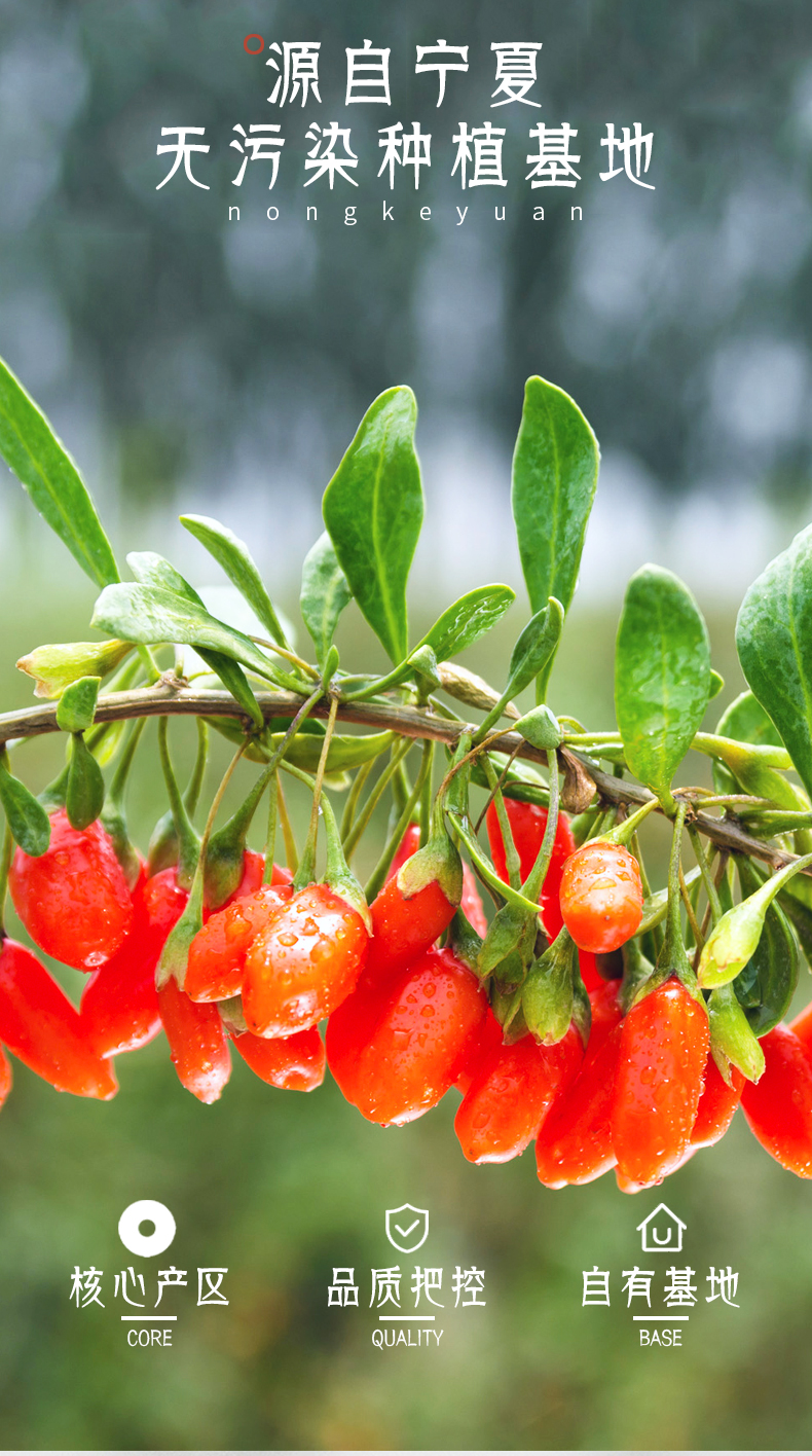 宁夏农科院枸杞研究所玉西杞典苟杞绿色食品特优级免洗正宗258克