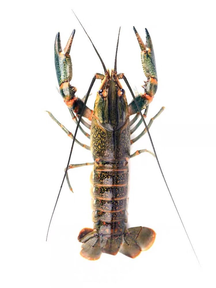 荣郁澳洲淡水龙虾鱼缸养殖宠物蓝龙虾鱼塘红鳌鳌虾可繁殖观赏食用均可