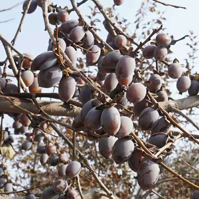 新鮮零食精品黑棗散裝無核黑棗養生黑棗軟棗圓棗小柿子精品500gx1袋