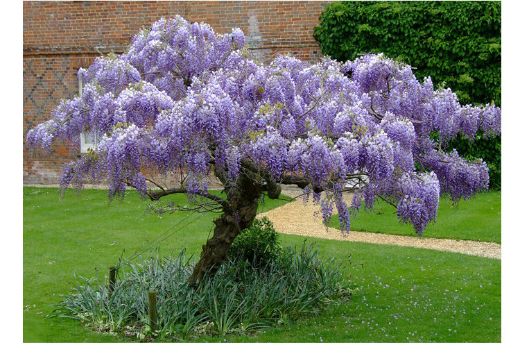 紫藤花 爬藤花阳台花盆栽攀援植物绿化藤本紫藤花树紫藤树苗庭院花