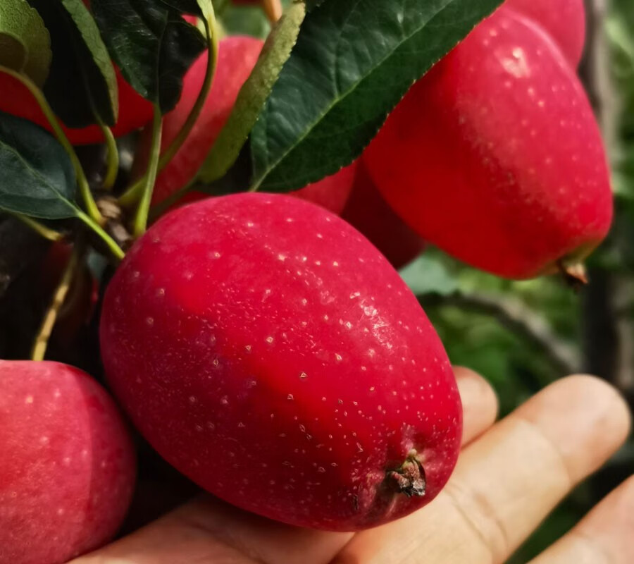 新鲜应季东北鸡心果大秋果沙果海棠果龙丰果吉林水果5斤 3斤 60mm以下