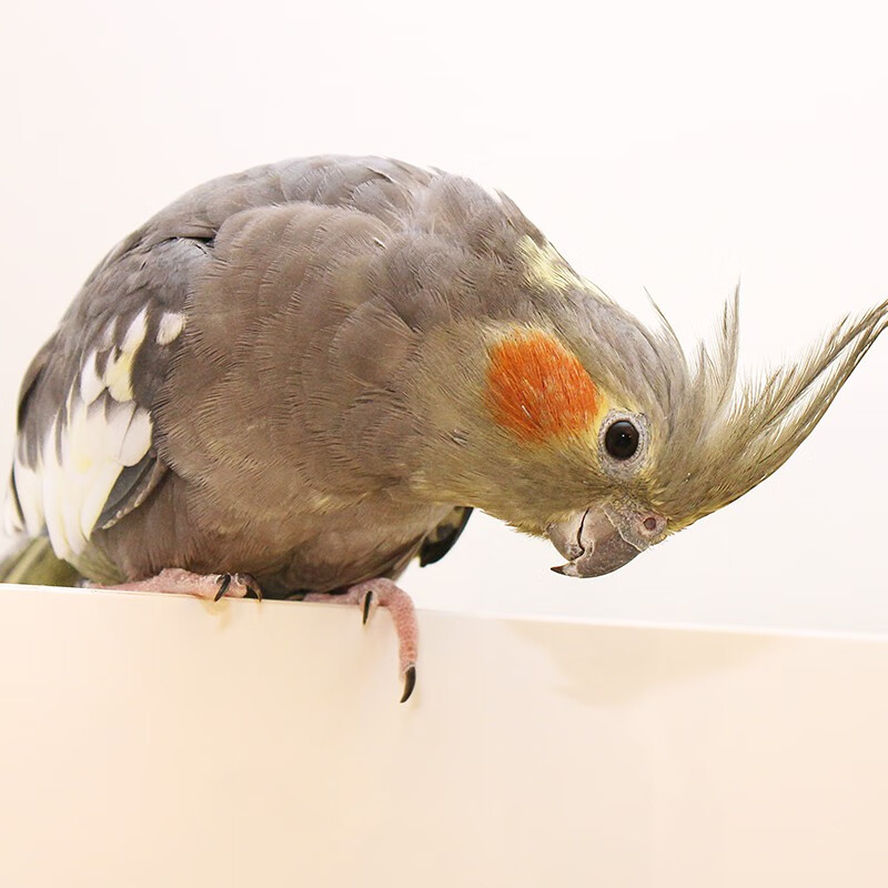 麦叮卡玄风鹦鹉鸟活体可训练说话鹦鹉鸟活体幼鸟宠物鸟手养鸟鹦鹉雏鸟