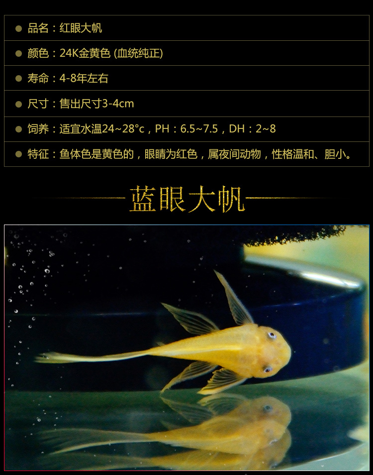 清道夫魚黃金鬍子24k大帆魚底棲除藻工具魚琵琶清垃圾異型魚琵琶