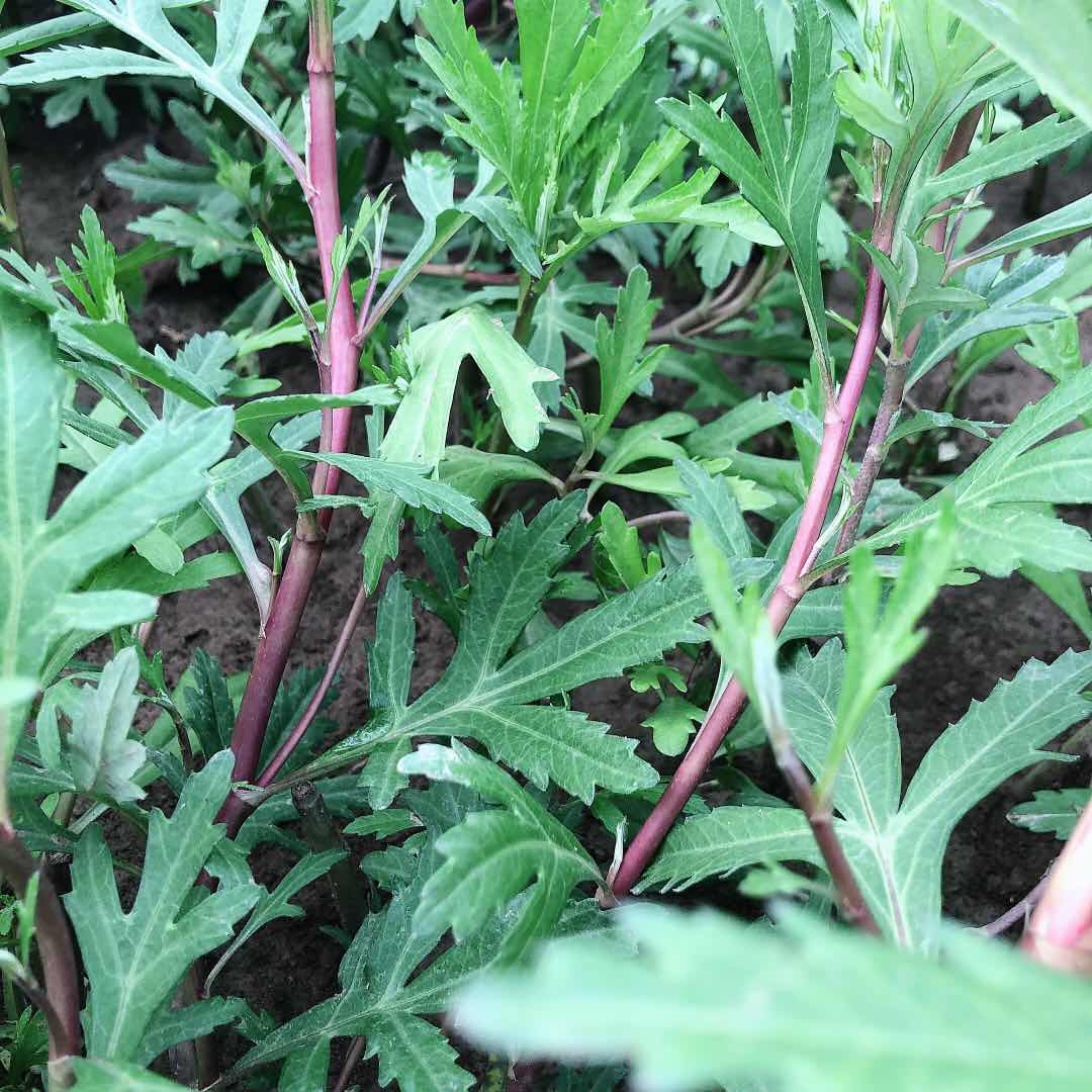 恬女神精品红芦蒿南京八卦洲新鲜红芦蒿蔬菜泥蒿带叶去根泥蒿藜蒿1000