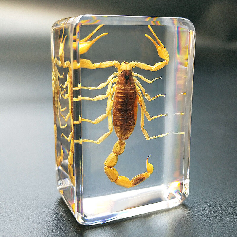 儿童幼儿园教学真实昆虫树脂标本蝗虫蜜蜂金龟子锹甲蜘蛛2件浅灰色苹