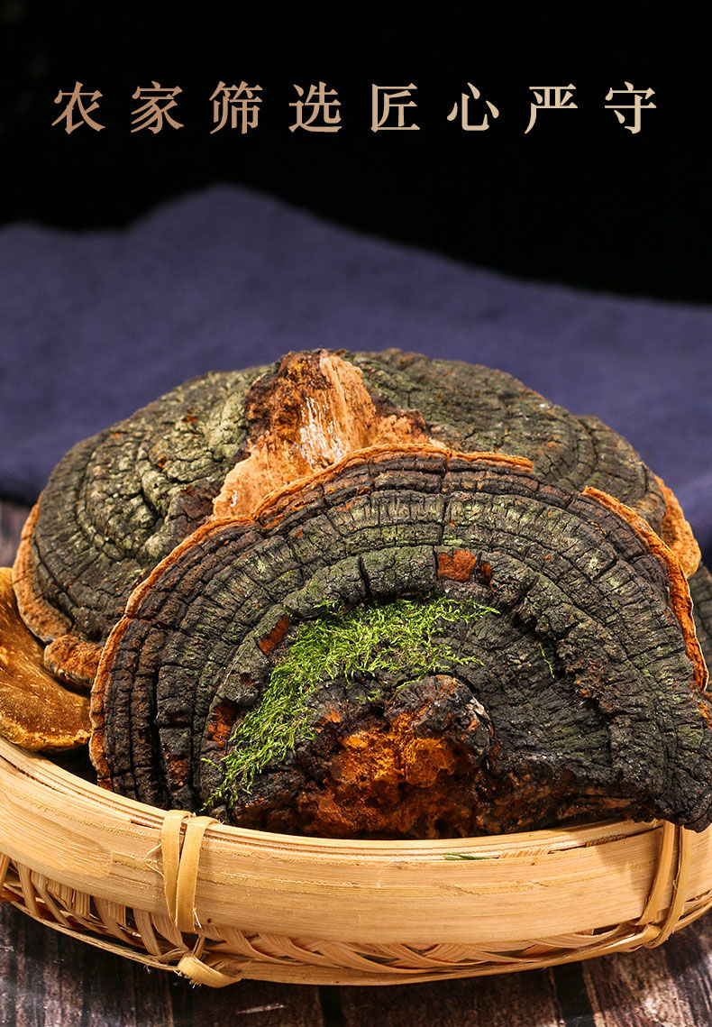 长白山暴马桑黄250g特级西藏桑树桑黄整支灵芝500g500克整块