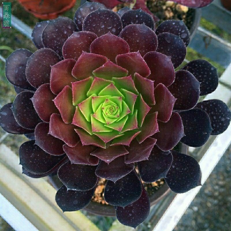 新品魔法师肉肉植物法师专拍套餐新手练手好养易活的多肉植物绿植花卉