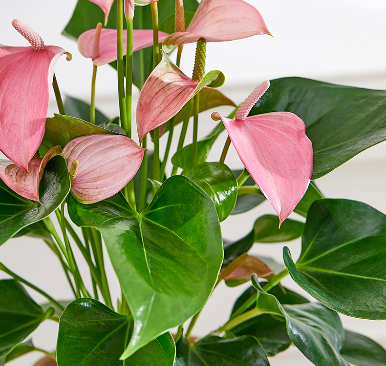 涞思芊品质保证朱莉北欧盆栽一帆风顺粉掌植物办公室内花卉好养的绿植