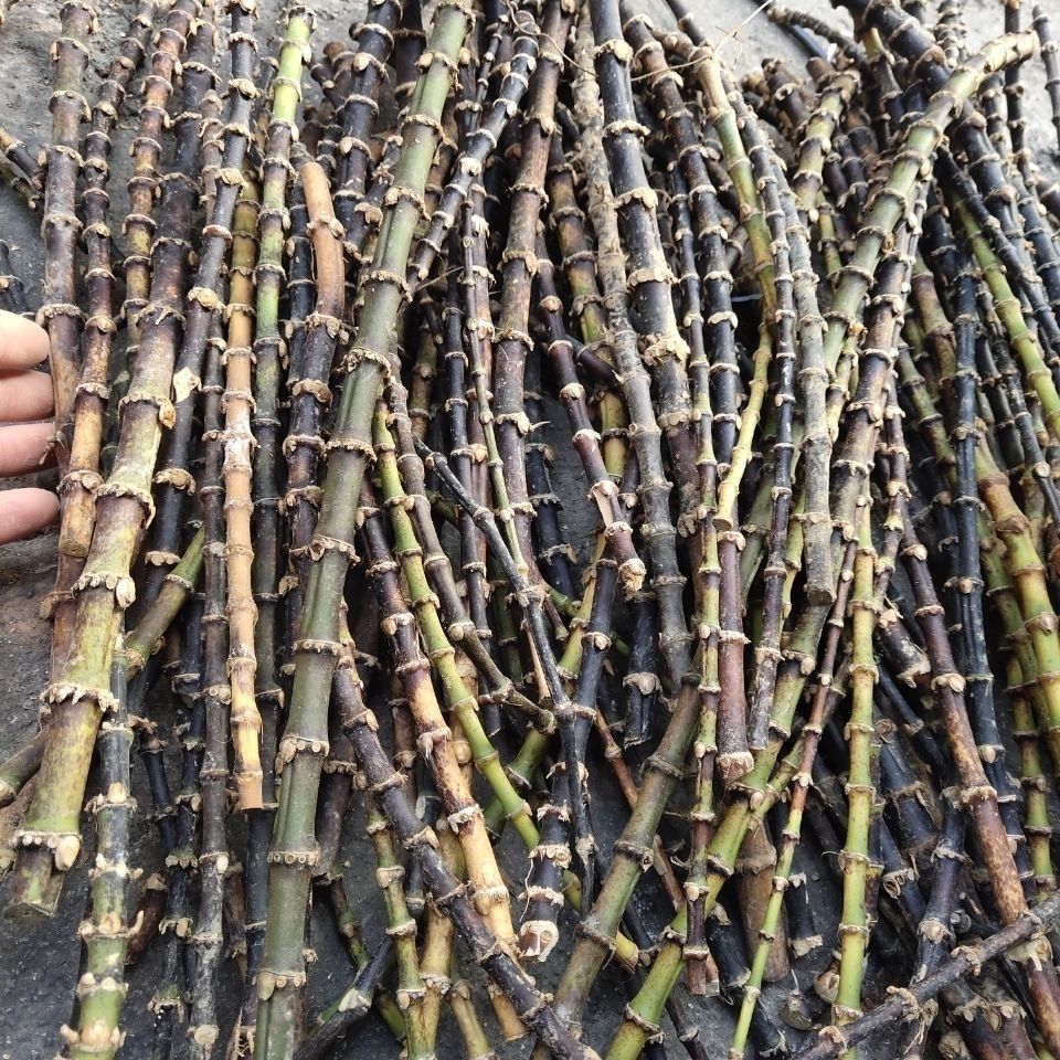 有仁堂紫竹根黑竹根三年以上老竹根紫竹棵药用竹棵年份足年货 干紫竹