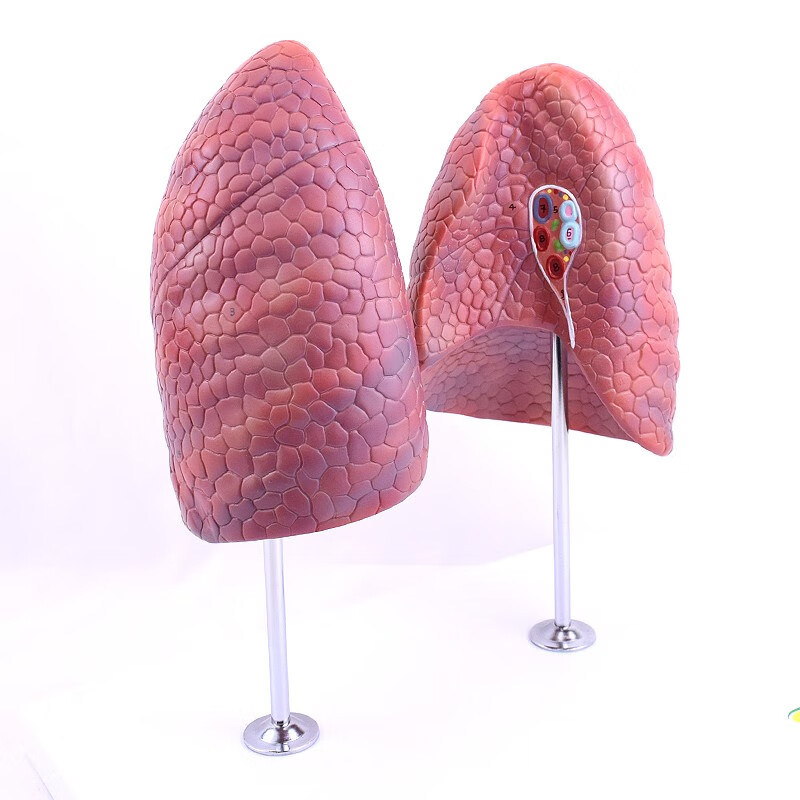 健康肺吸烟禁烟呼吸肺段胸外科呼吸科模型肺分段分叶胸外科胸透 肺段