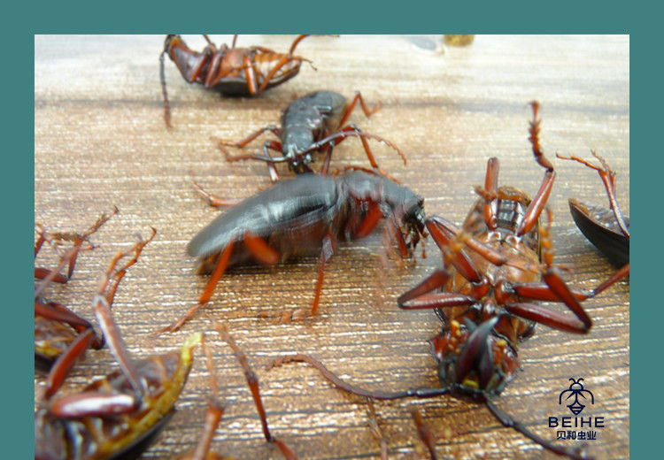 野生山山牛山水牛食用昆虫山虫牛公母水牛子生鲜冷冻运输沂蒙特产