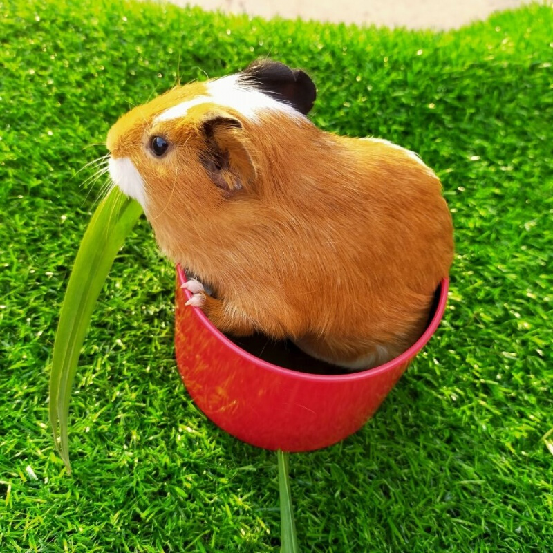 豚鼠幼崽家養健康加籠子飼料磨牙零食雜糧寵物 2只 飼養籠 1袋牧草