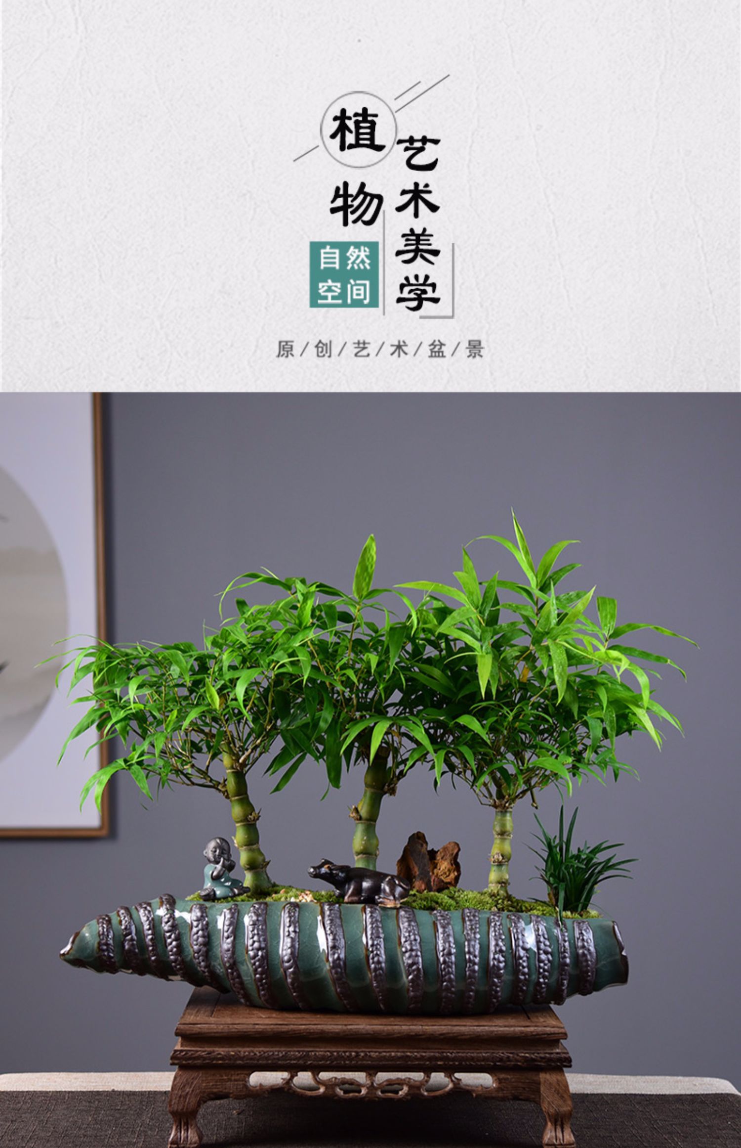 佛肚竹子盆栽葫芦竹盆景客厅桌面阳台绿植四季常青趣味植物 春笋