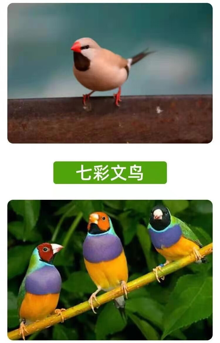 纹鸟活体宠物观赏鸟灰文白文七彩鸟活体宠物家养观赏鸟活物金背高彩鸟