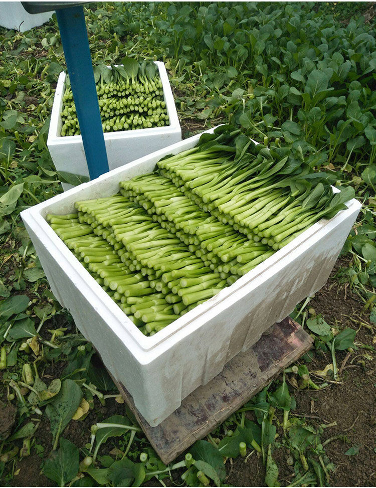 博卉碧优80天尖叶油青菜心种子油青菜苔菜菜种籽四季播农家阳台蔬菜子
